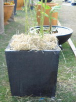Striking structural larger tapered square planter especially for feature bamboo or smaller tree where low centre of gravity is required for high wind areas or taller plants. square tapered planter, smooth contemporary or black volcanic scoria finish
