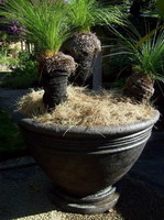 large angelico corso feature pot, semi formal finish custom colour