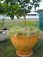 large mediterranean feature planter pot with plant, iron verdi semi formal finish