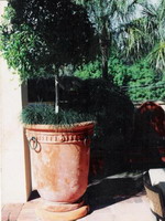 big tuscan planter pot with bronzed rings, semi formal finish on round plinth