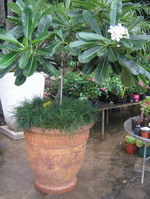 mediterranean planter pot, iron verdi semi formal finish