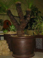 Roman wide base high wind planter pot with plant, aged mottle dark tan semi formal finish
