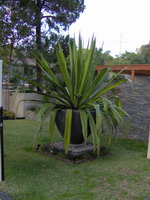 large lava stone feature planter pot, black finish on plinth