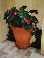 mediterranean half pot leonora, aged terracotta semiformal finish with drip tray plinth