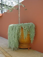 Large Angelica Half wall pot, semi formal iron Verdi finish, Olive tree and Dicondra planting