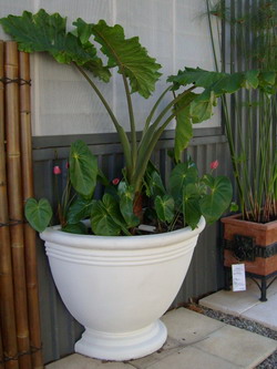 Potanico are creators of custom garden half pots, corner pots and planters with mediterranean & semi formal finishes.