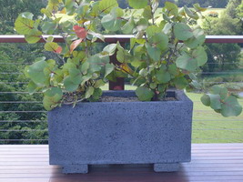 custom rectangular planter pot, sea grape lava stone finish